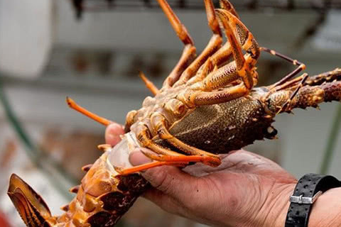 第一次听到这么暴殄天物的理由_英国_食材_世纪