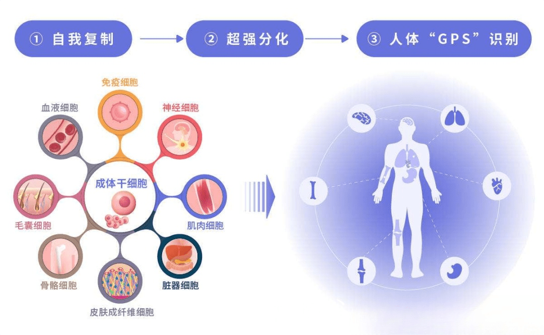 干细胞进入目标组织后,利用神奇的旁分泌机制,让干细胞如同身体里的"