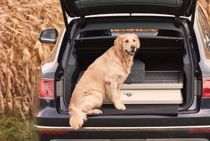 狗放后备箱2个小时会不会闷死?_狗狗_流通_空气