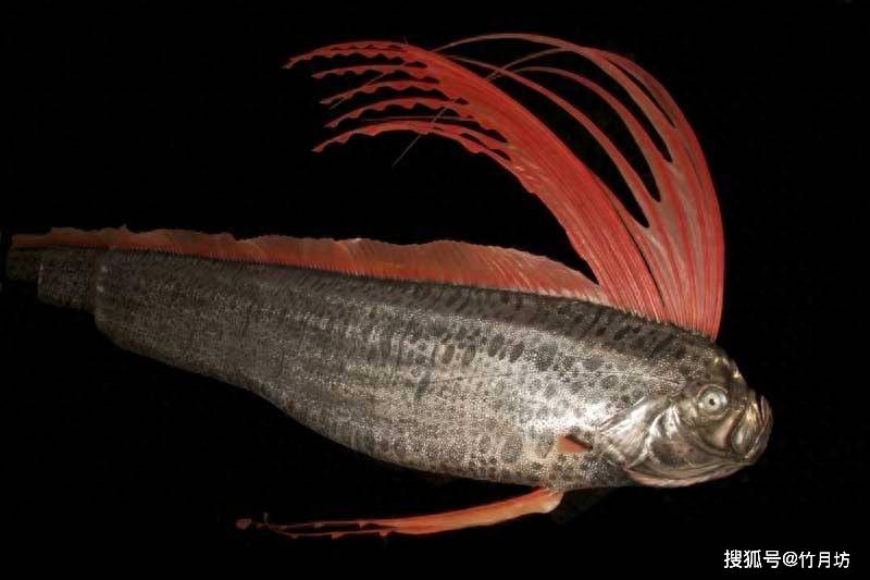 皇带鱼 regalecus glesne huáng dài yú_身体_红色_背鳍