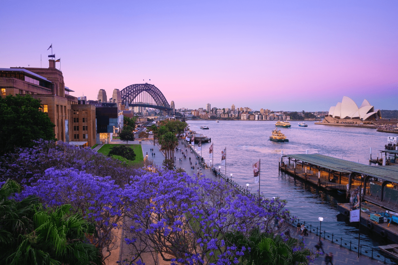 city walk目的地推荐——在蓝花楹盛开的季节打卡悉尼