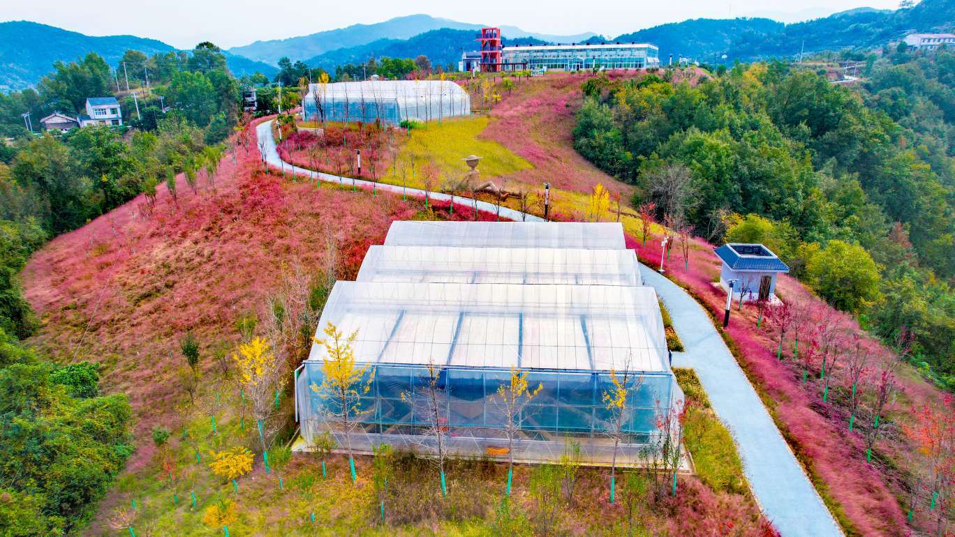 安康网红新地标 | 打卡瀛湖粉黛花海 惊艳您的晚秋_示范园_风景区