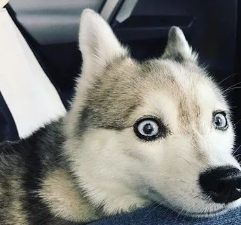 哈士奇和金毛相爱后,生下的宝宝长这样,笑疯了!_基因_反应_网友