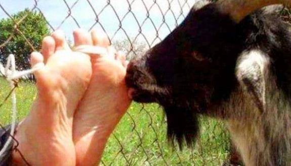 古人发明的,用山羊的舌头执刑,常人根本无法承受_刑罚_古代_人们