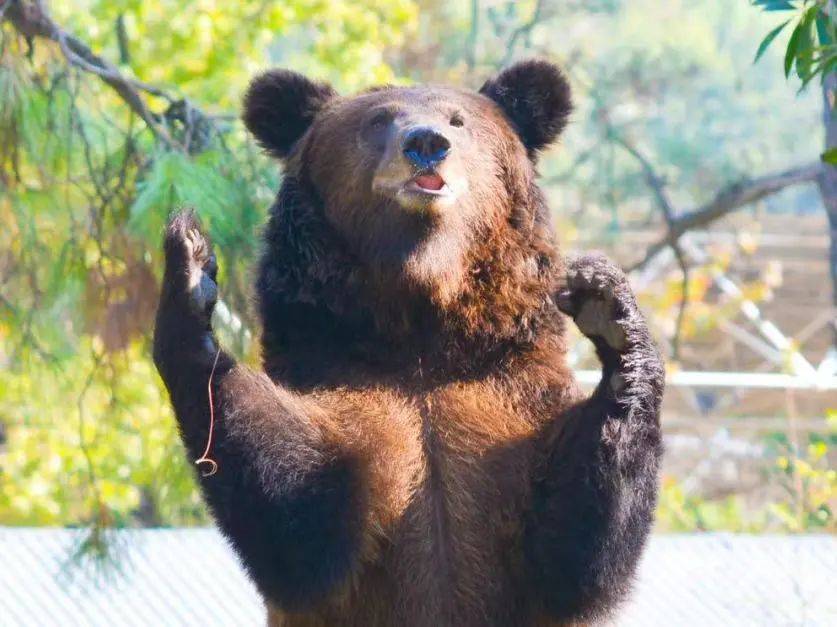 新晋明星熊熊出没!_棕熊_黑熊_亚洲