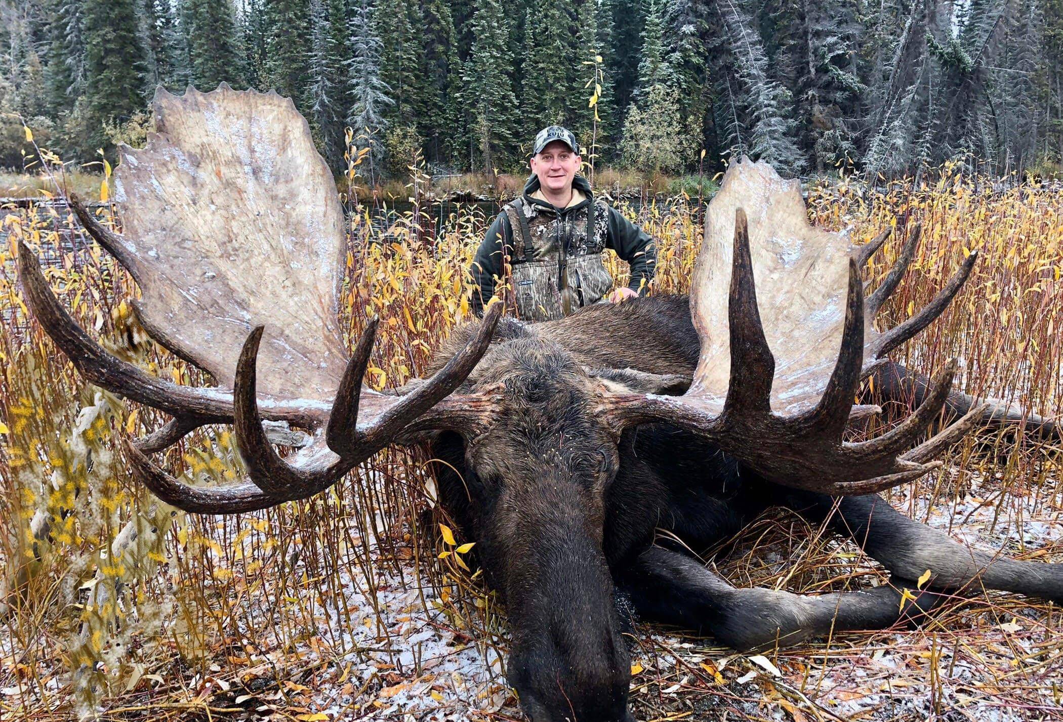 国外被定期猎杀驼鹿,为啥中国要保护!