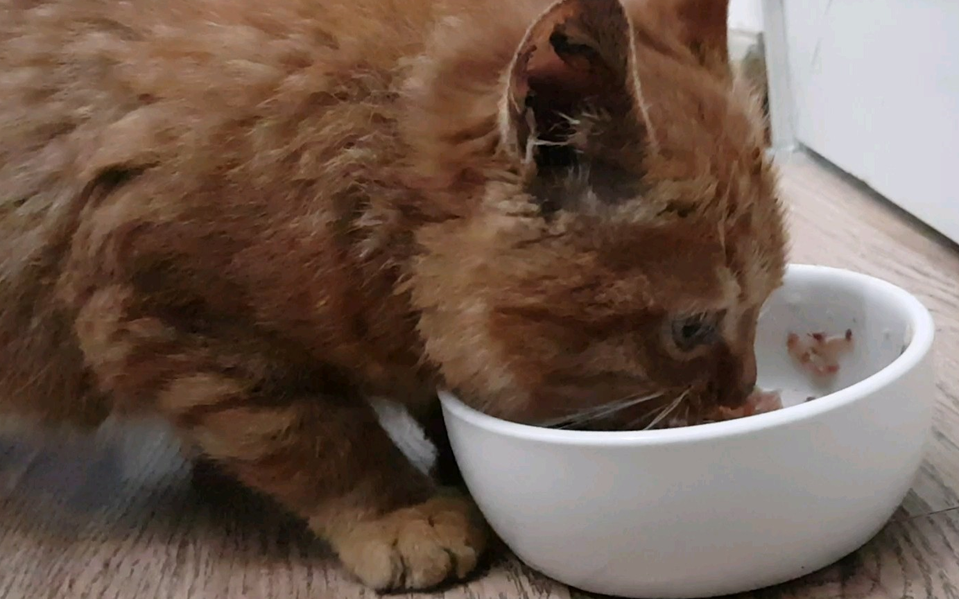 貓是食肉動物並不意味著它一定會喜歡魚.