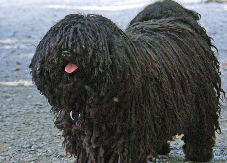 拥有神秘"黑色"的狗狗,你都见过吗?