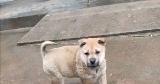 其中一只小狗被送走了，后一只去了狗妈妈去的地方，生怕丢了他 