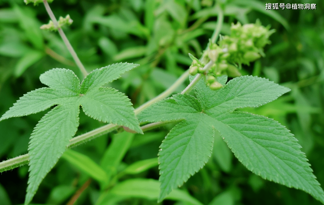 拉拉秧 药用价值图片