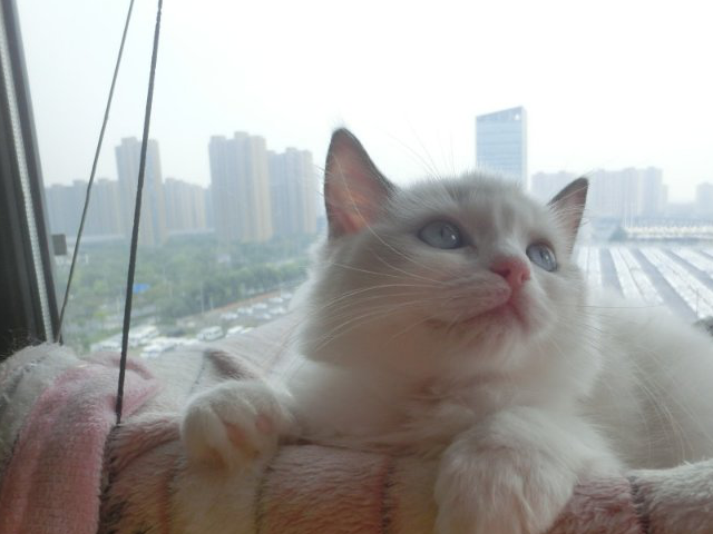 猫舍撸猫记!众多猫咪我独宠一只,猫咪快被我逼疯了! 猫舍撸猫记!众多猫咪我独宠一只,猫咪快被我逼疯了!