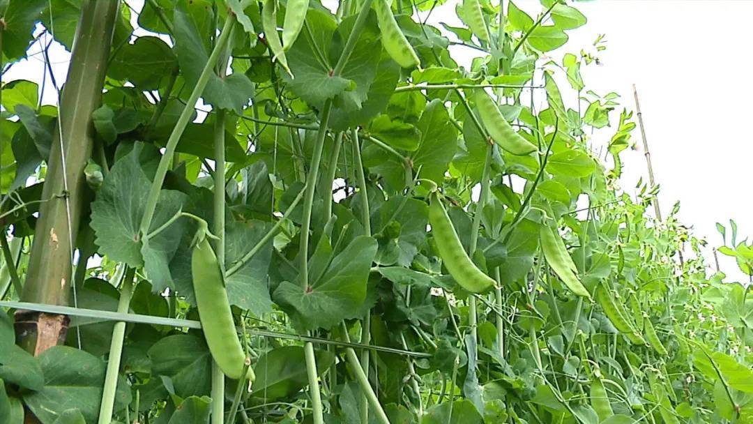 荷兰豆的种植时间及栽培方法