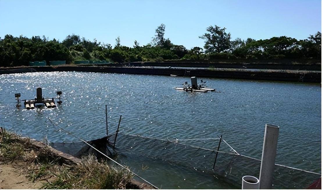 鱼塘底质恶化是养殖过程中常见的现象,会对鱼塘生态系统和鱼类健康