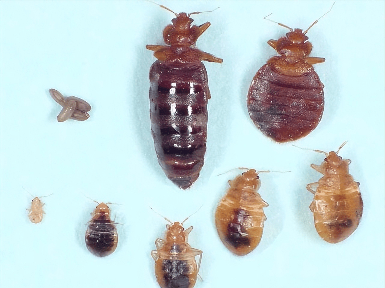 欧洲多国爆发床虱危机,甚至蔓延到韩国!我国怎么没事?_繁殖_防治_环境