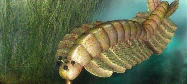广翅_蜈蚣_时期