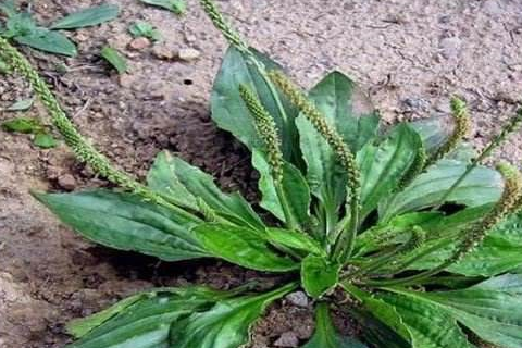 多少有点像蔬菜菠菜,只是叶脉要比菠菜更突出一些,更有立体感.