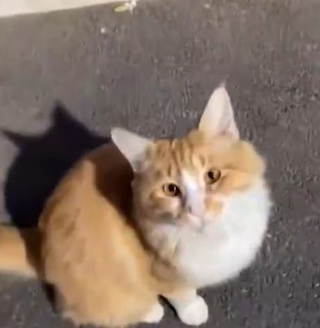 河南：女子路遇小猫喊了声，结果被猫群包围，网友：羡慕吸猫体质 