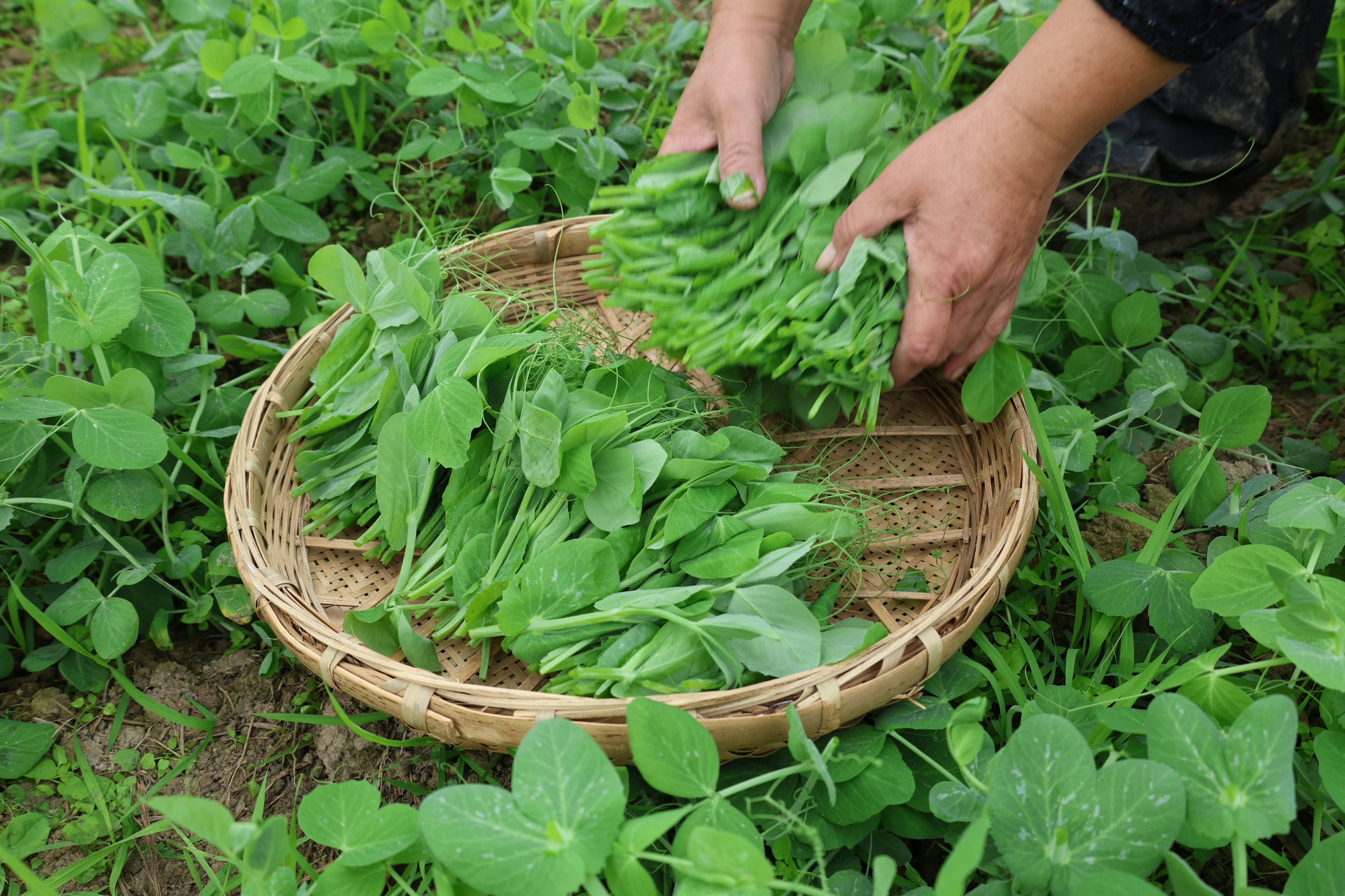 豌豆尖,绝对的西南冬季时令绿叶菜之神