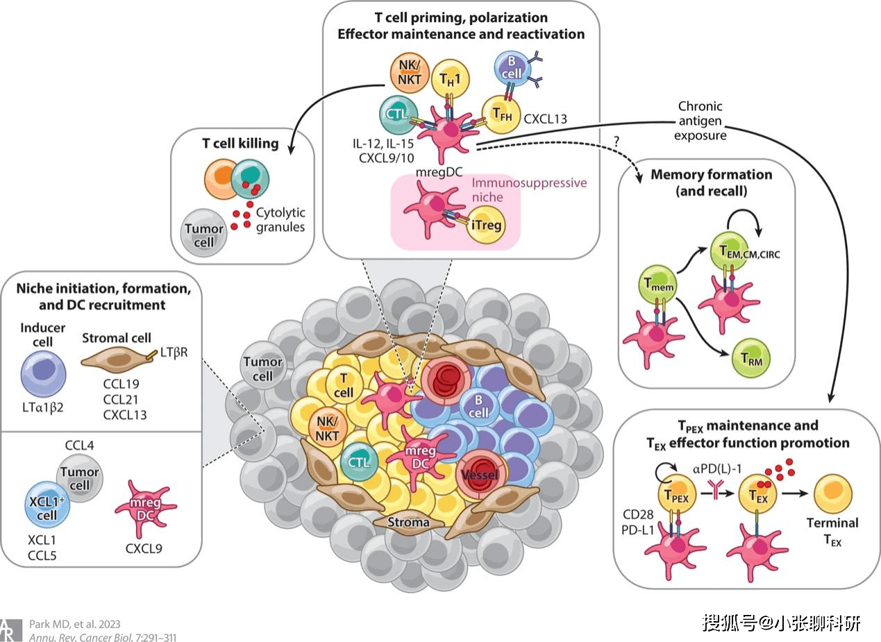 肿瘤_cdcs_关键作用