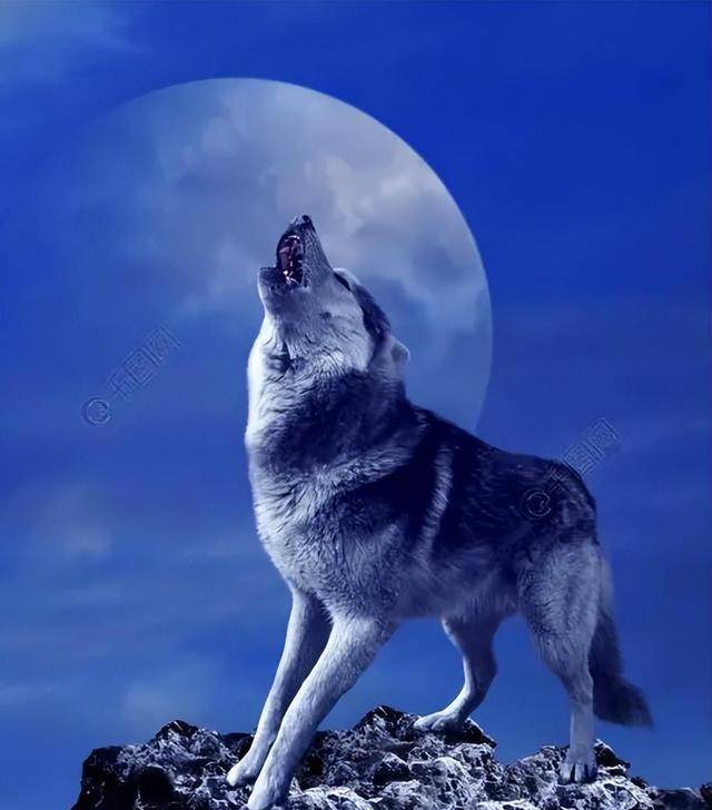 情侣养狼做"儿子",11年后落下个催人泪下的"结局"_李微漪_格林_草原