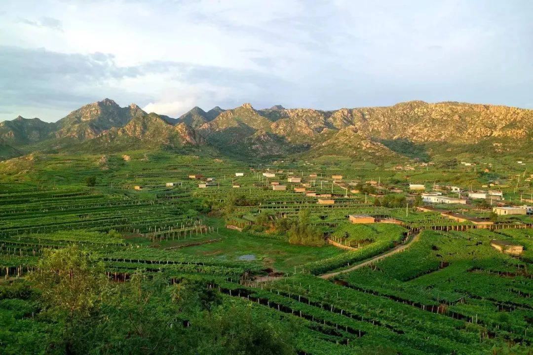 河北昌黎|碣石山下,中国酿酒葡萄之乡向阳而生_种植_产区_渤海