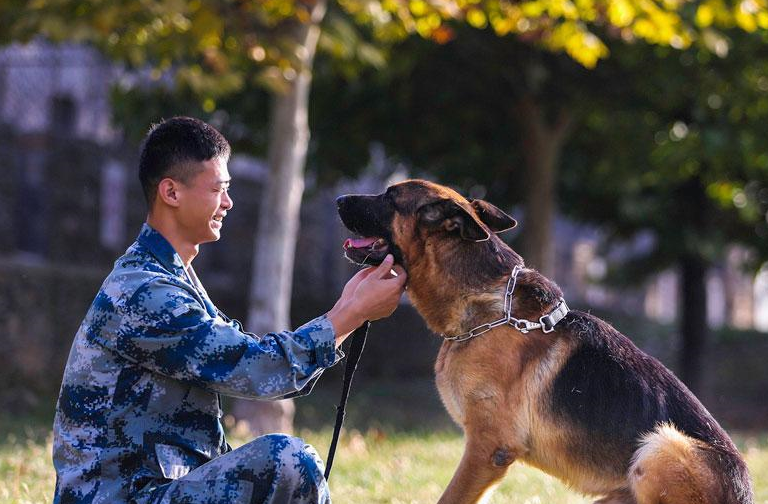 军犬品种排名图片