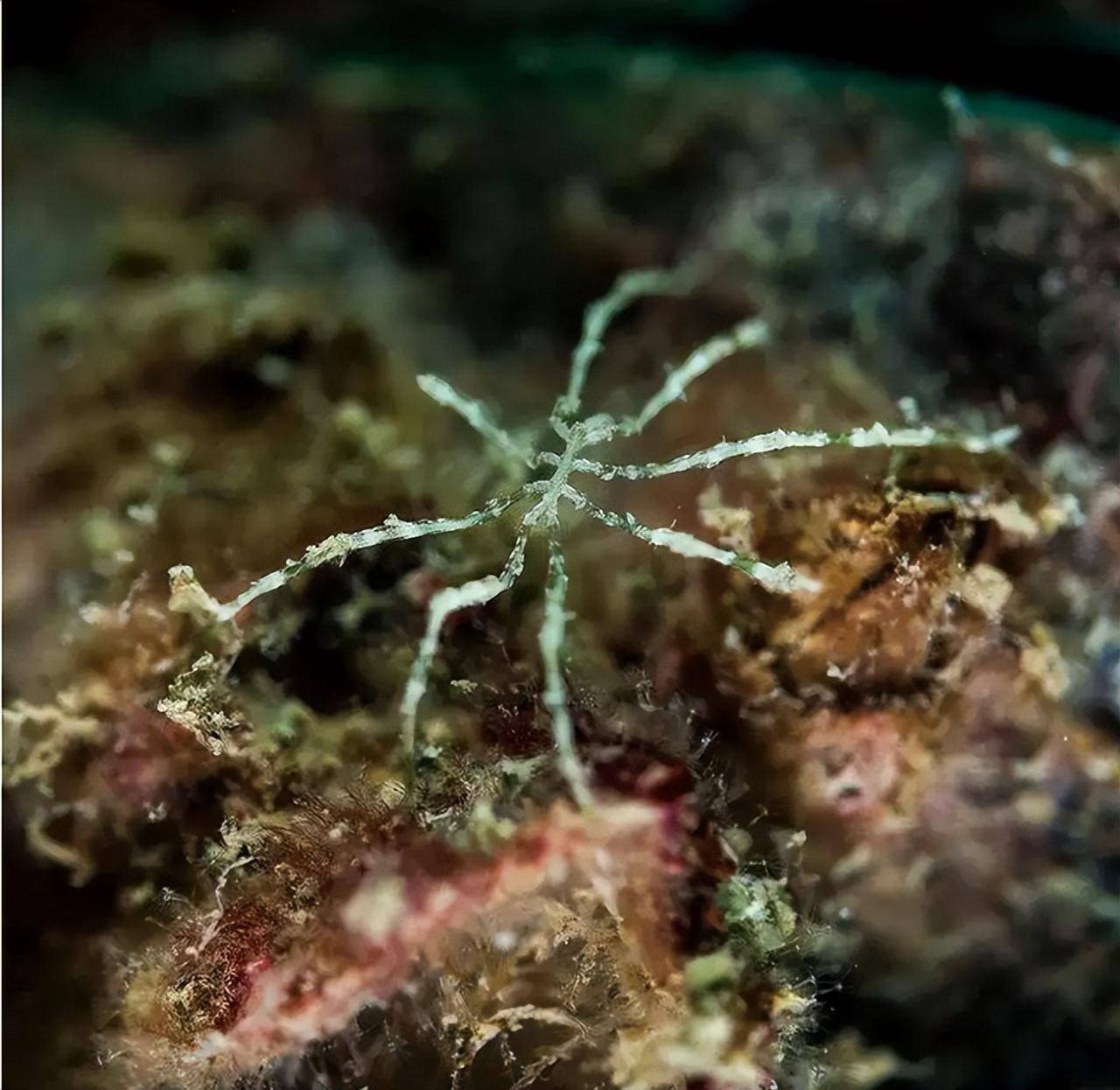 海蜘蛛用5亿年亲自证明了一个道理:"只要足够废物,就没天敌"_海底