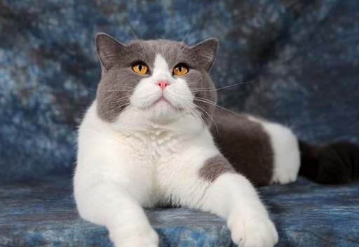 想养只英短蓝猫,买猫时应注意什么,之后需要买哪些东西注意什么_猫咪