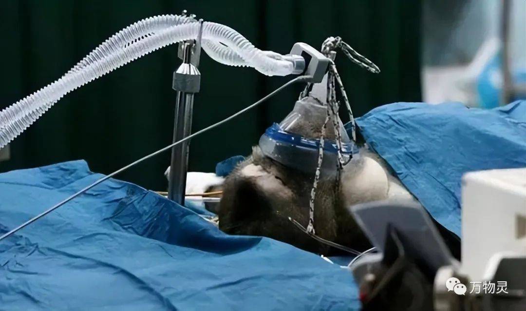 离奇壮阳治疗:西方科学家曾用动物睾丸移植进行实验!_方法_医学_男性