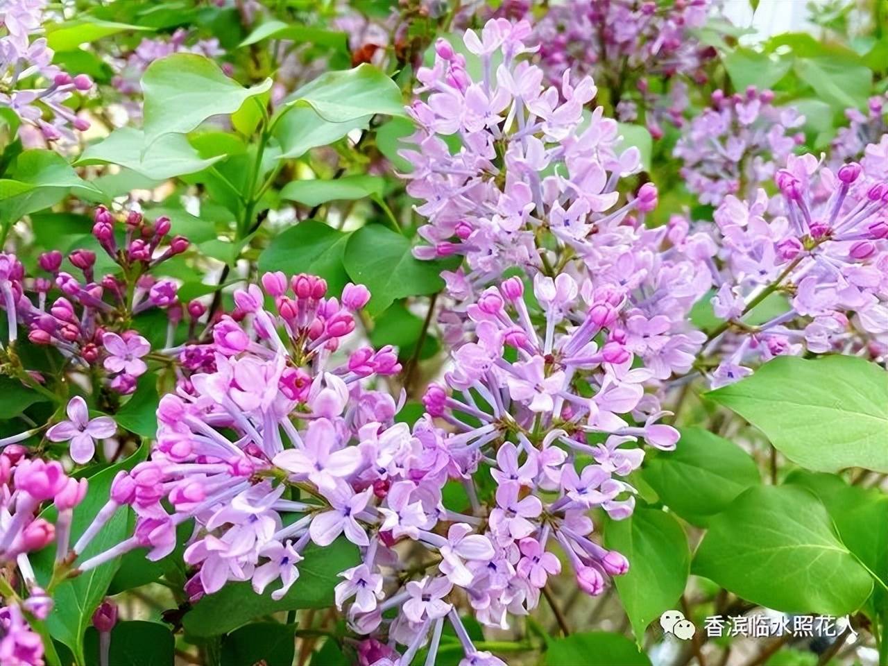 【思维导图画作文——这儿真美】三年级齐鑫田《哈尔滨真美》(三十)