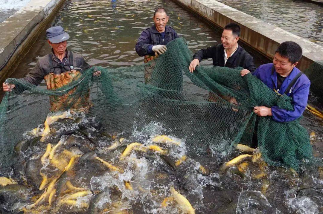 大同市渔业产业发展谱新篇_养殖_水产_全市