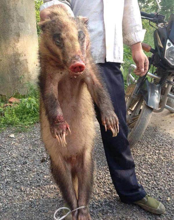 真实存在的最会盗墓的动物,农村人见过,专吃死人骨头极难饲养_古墓