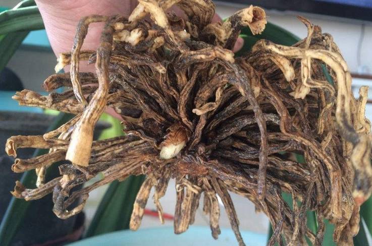 君子兰根部全部烂了,15天就能生根_进行_养殖_种植