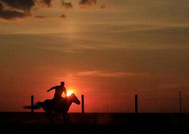 军人偶遇一匹病马,从此结下奇缘,临终前留下遗愿:与