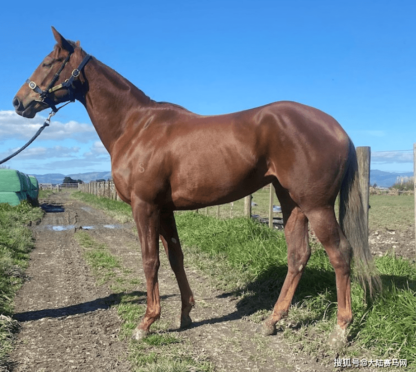 马会」备战2024赛季进口马巡礼之3岁雌马出生时间:2020年9月16日烙号