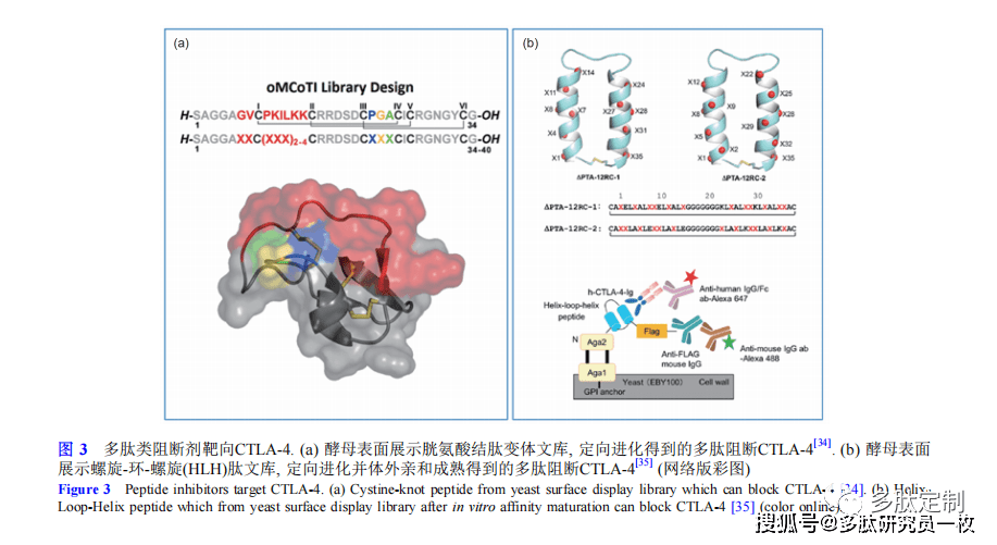 靶向多肽分子筛选及其在肿瘤免疫诊疗中的应用进展_识别_探针_生物