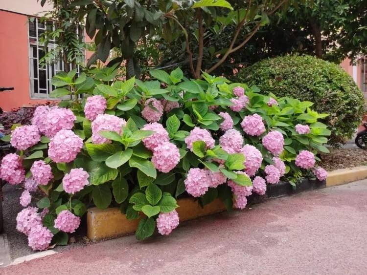 光秃秃→梦幻花园!经过几个月的努力,小区环境焕然一新!