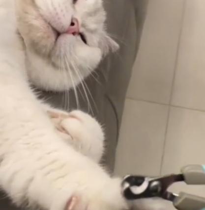 河南主人给猫咪剪指甲超配合，主动伸手，网友：把我家猫送来培训 