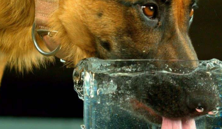 狗的舌头有倒刺吗?