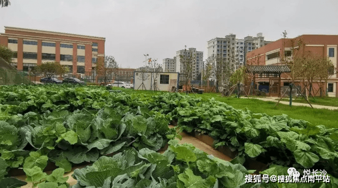 項目菜園實拍圖,左右滑動查看更多不但輕易滿足日常露營,郊遊需求,還