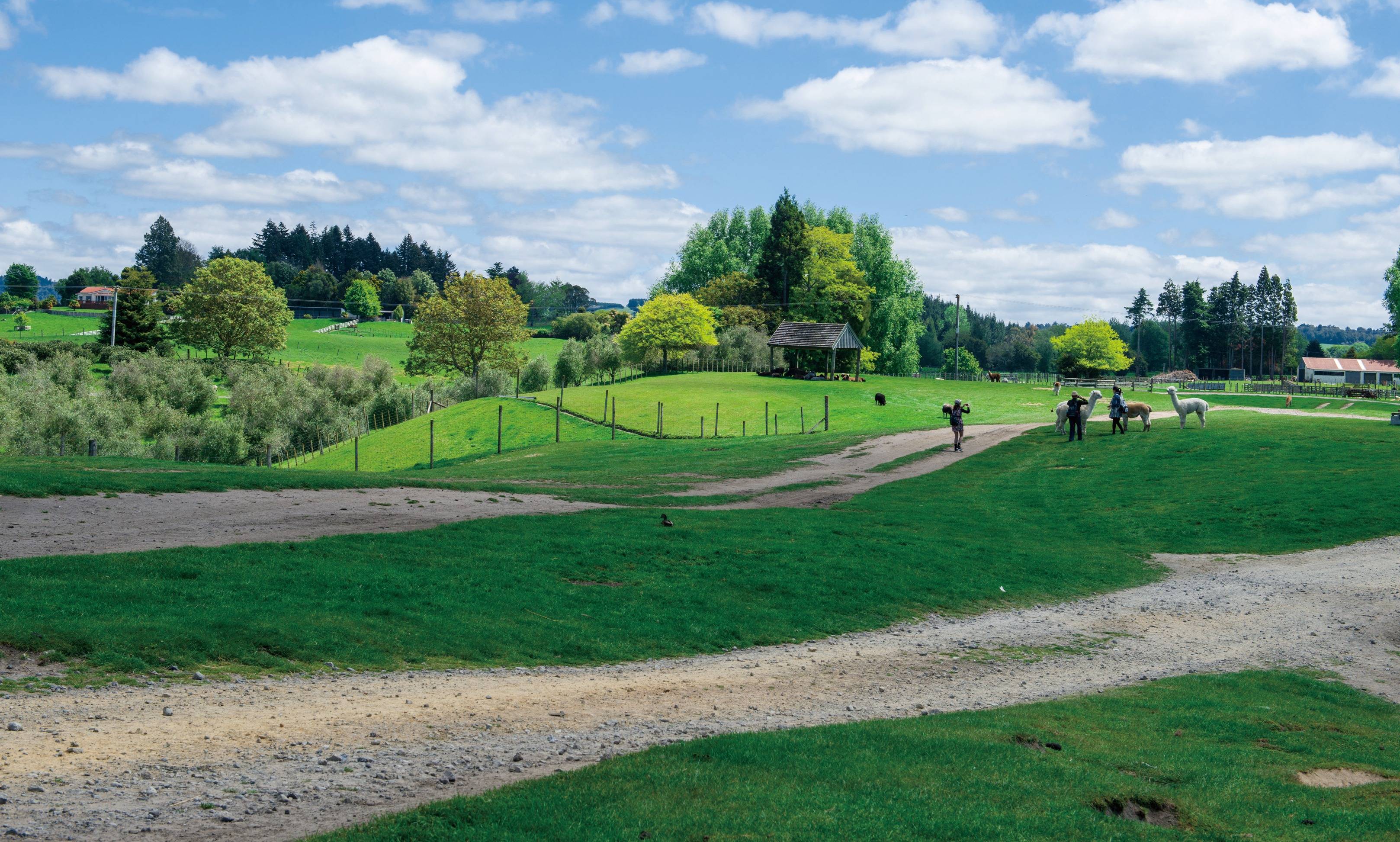 畜牧师怀揣虎牙爱冒险的梦