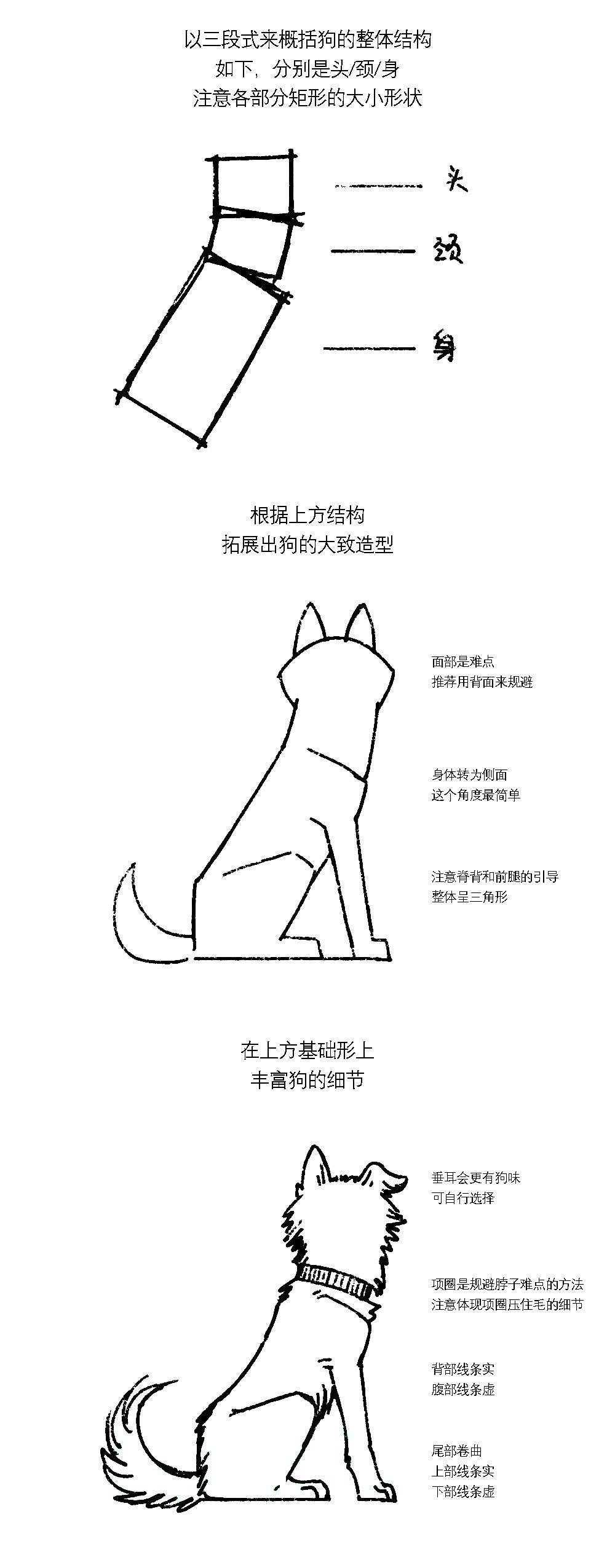 犬科动物画法图片