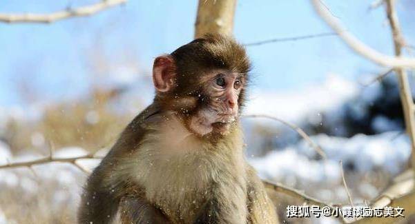 进入2021年之后,属猴人将会有很多意想不到的事情发生.