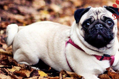 沙皮狗多少钱一只,沙皮狗价格-爪爪博士_狗狗_运动_补充