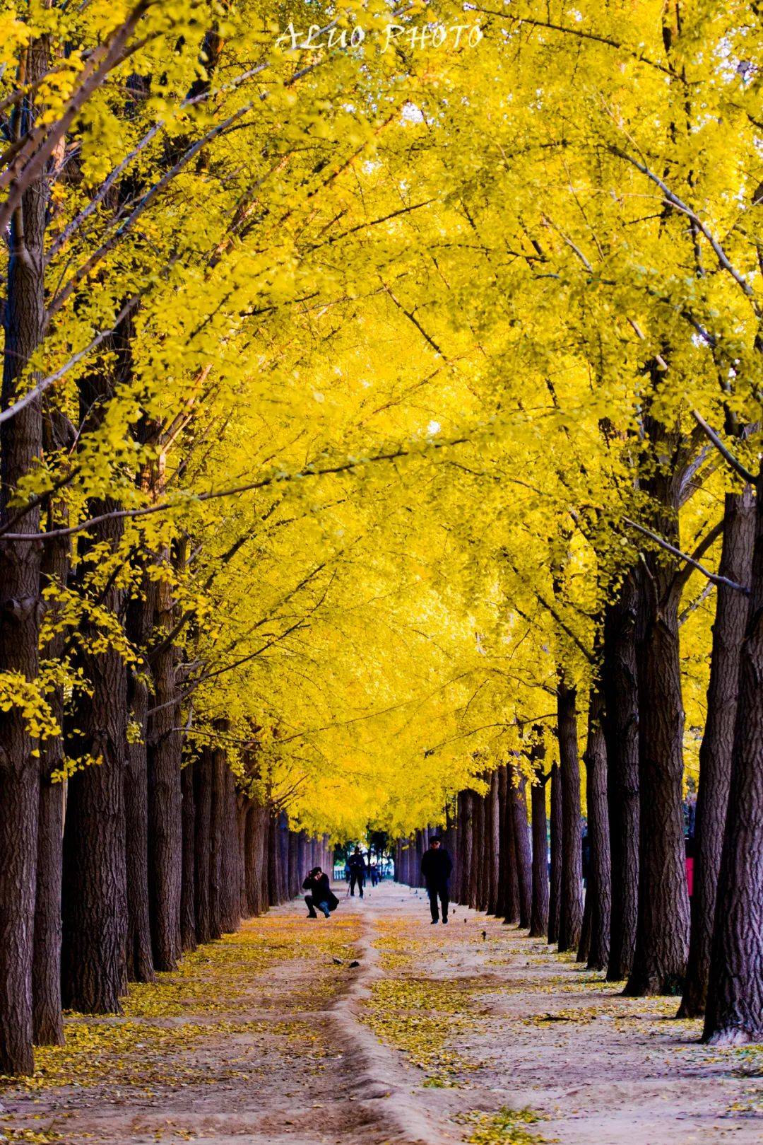 你们对北京秋天的美,一无所知……_故宫_秋叶_北国
