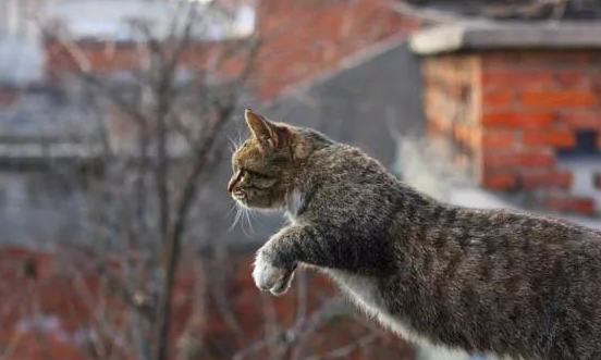 养猫一个月，铲屎官赔了3000块，只因为这一个疏忽 