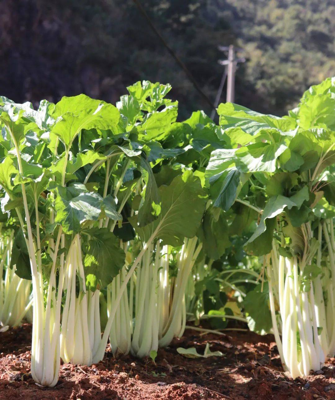 8万元高脚"白菜王"背后,是一条"强村富民"的产业链_进行_种植_村民