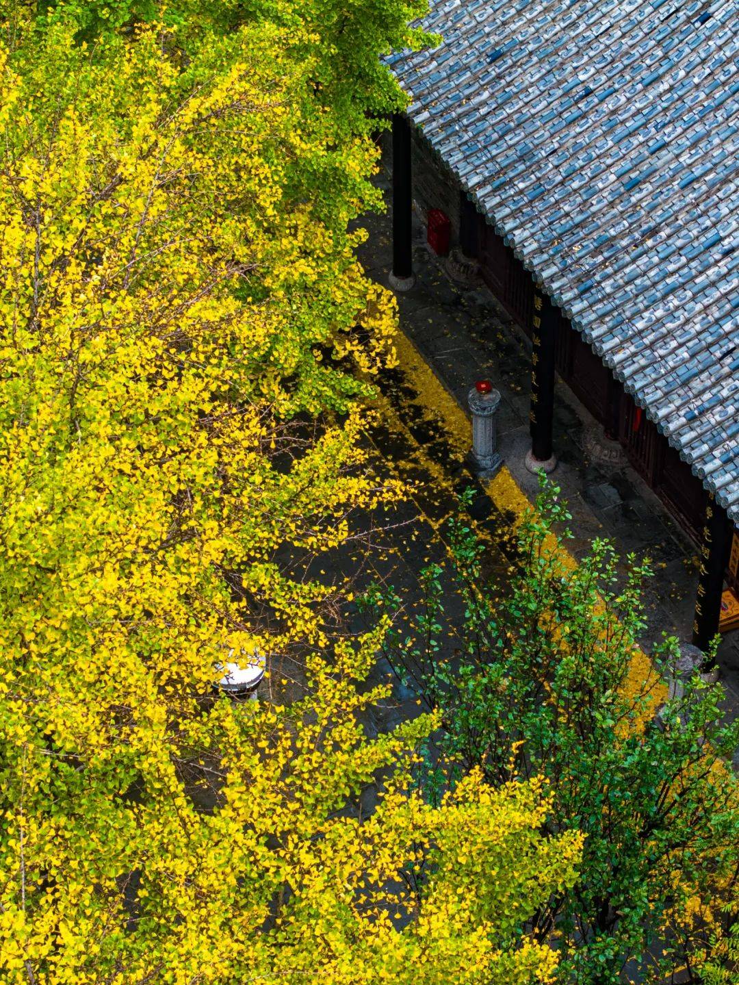 济南:满园银杏落秋风_李锋_落叶_风景区