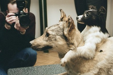 实验犬之殇！被美国移植大脑，被苏联接上两个头，死亡是最终归宿
