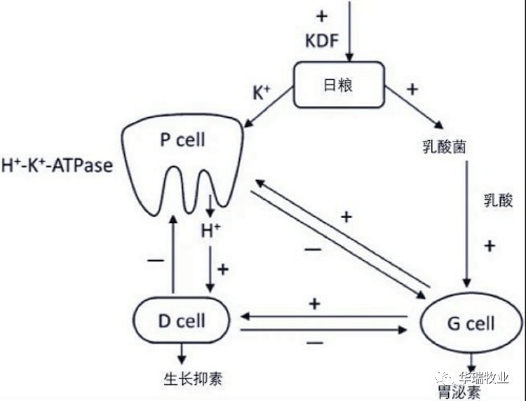 二甲酸鉀對仔豬的腸道形態結構能起到什麼作用?_影響_大腸桿菌_降低